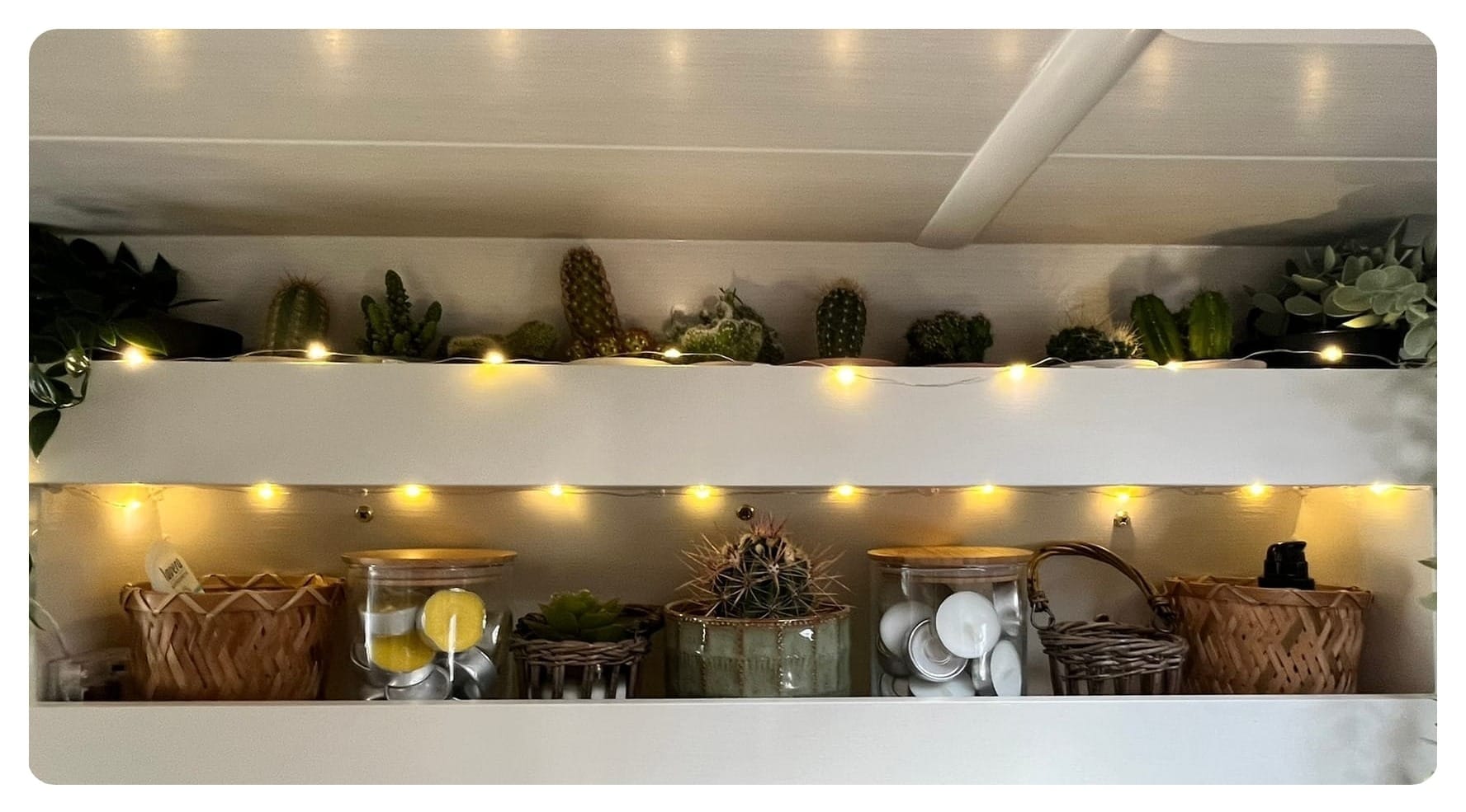 van life shelf of assorted cacti with fairy lights