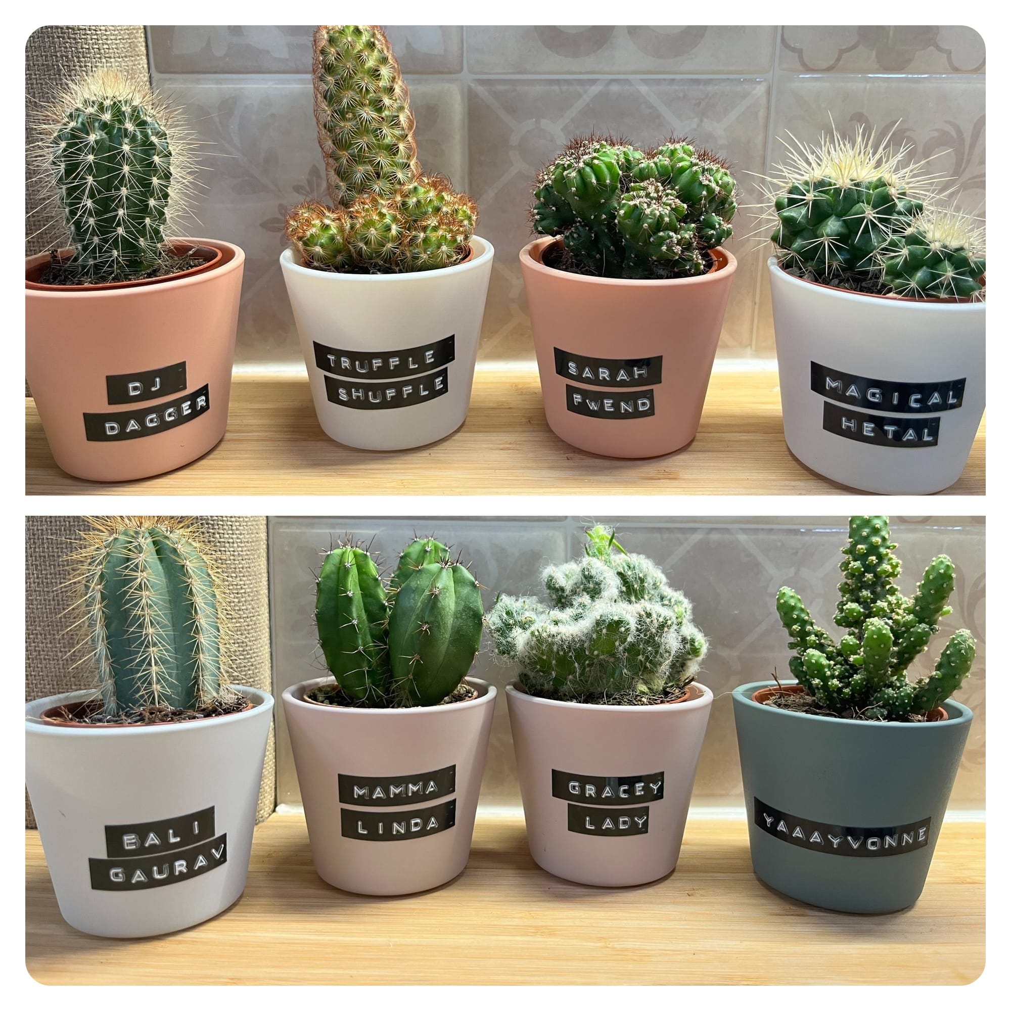 assorted cacti with embossed labels