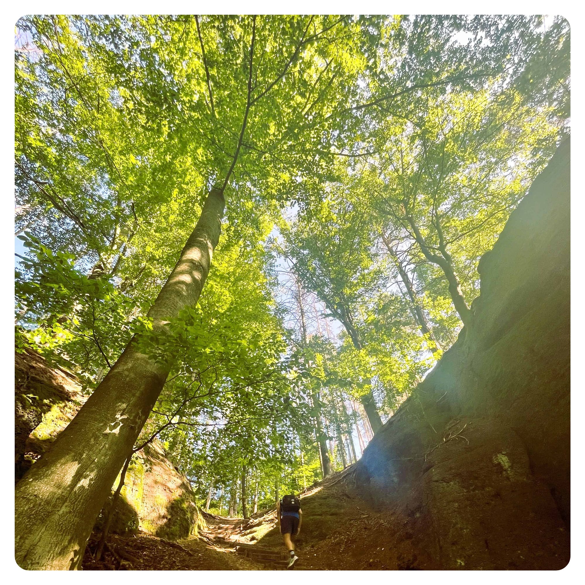 man trekking uphil between trees in sunlit forest