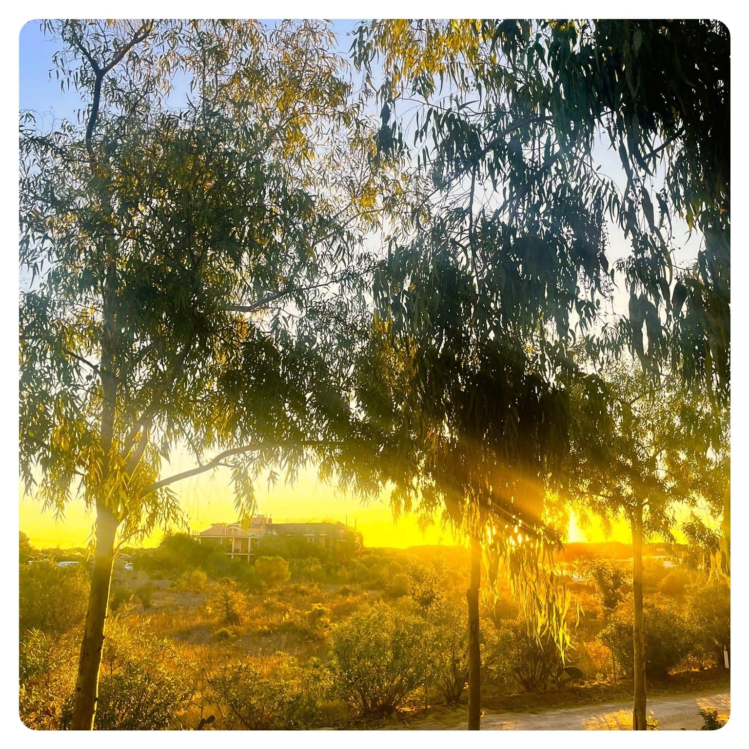 view of sunrise through trees