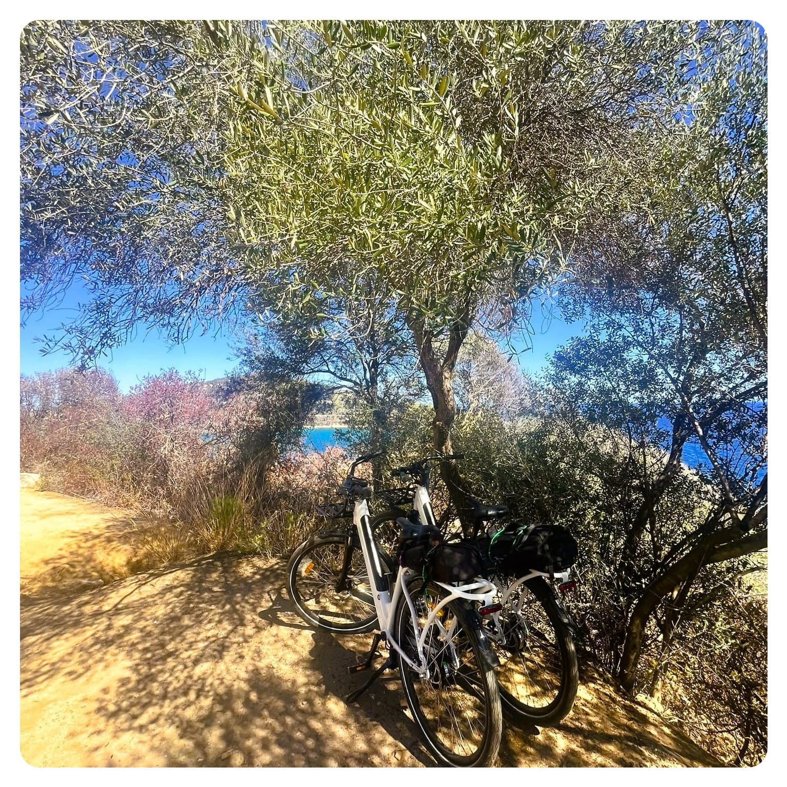 two white e-bikes resting on a tree with sea in the background