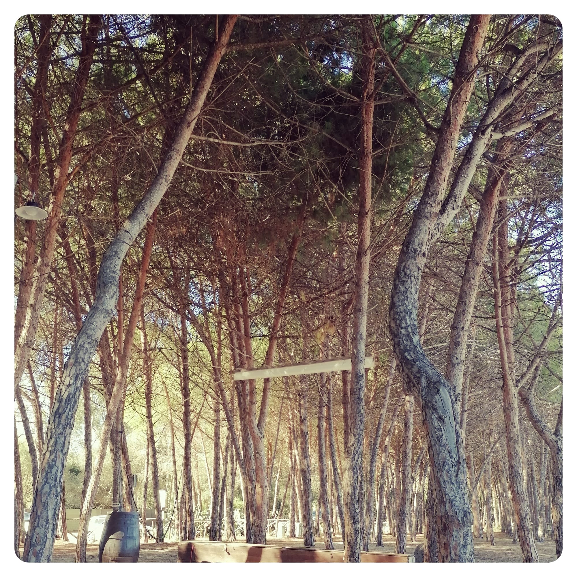 densely packed pine trees along a beach