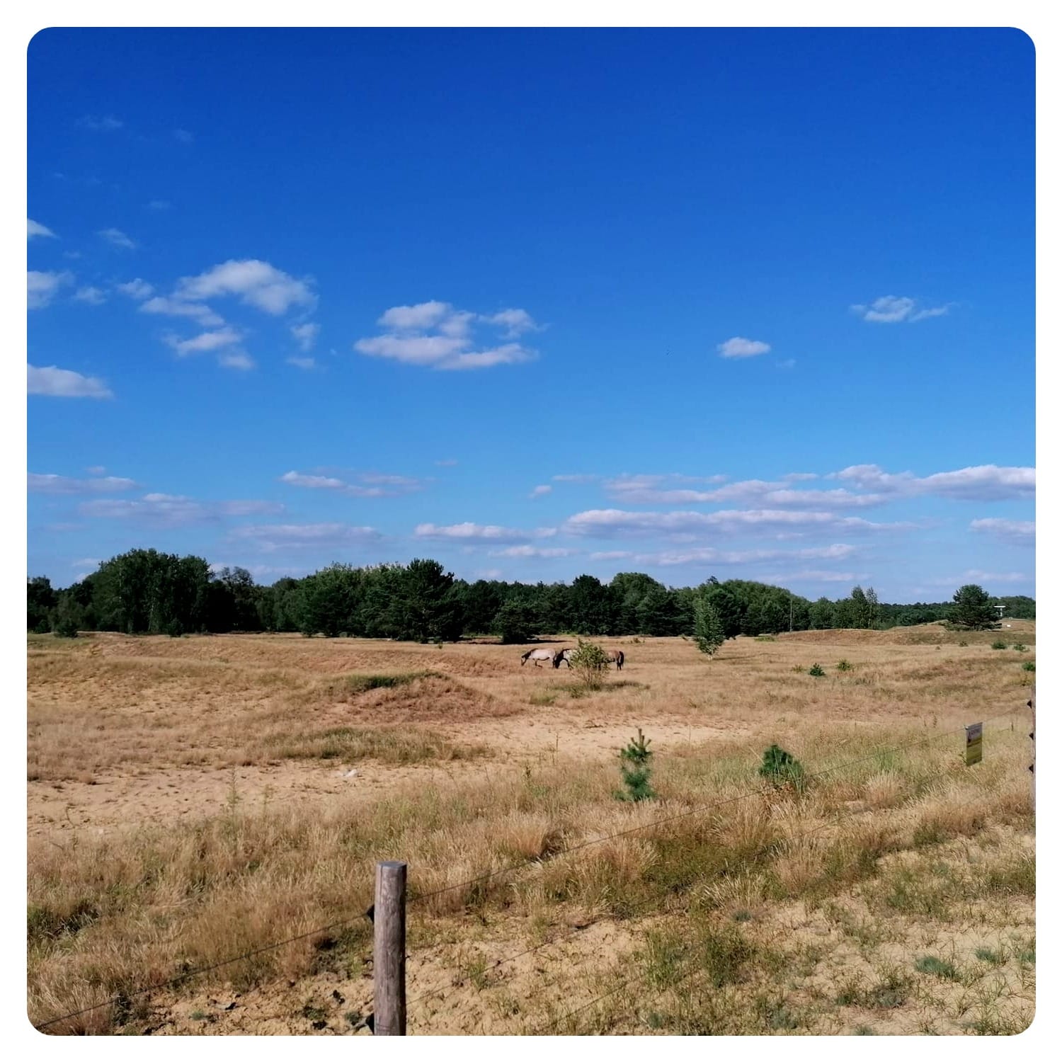 vanlavita meadow view with wild Konik horses in the Schonower Heide, Germany