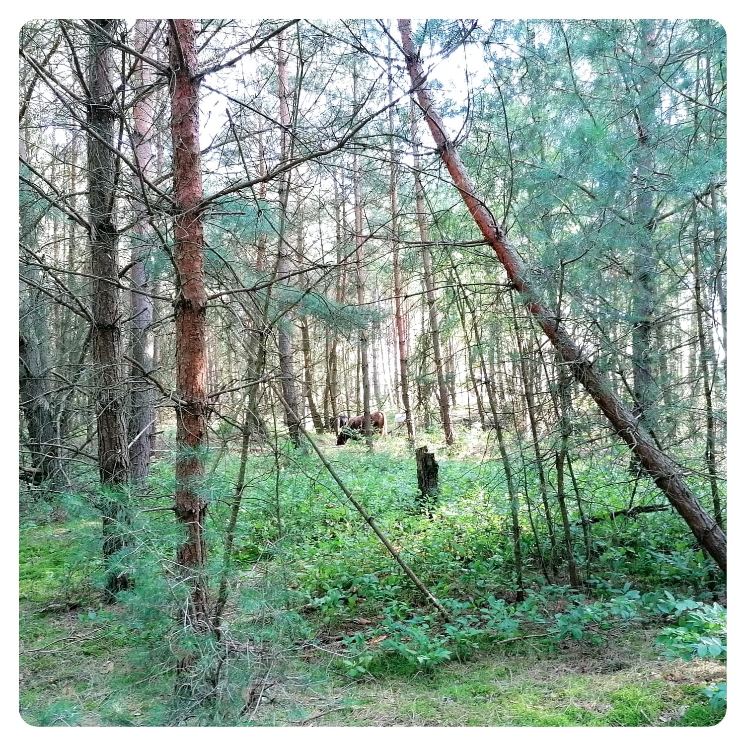 vanlavita forest view of the Schonower Heide, Germany