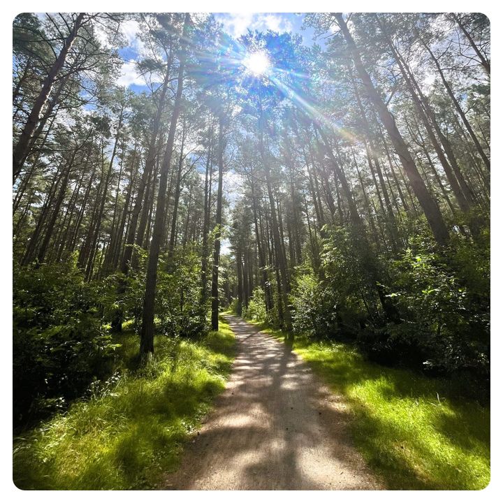 Walking and cycling trail through the pine forests of Usedom Germany 
