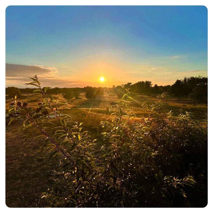 vanlavita sunset over a heath at the Schonower Heide, Germany