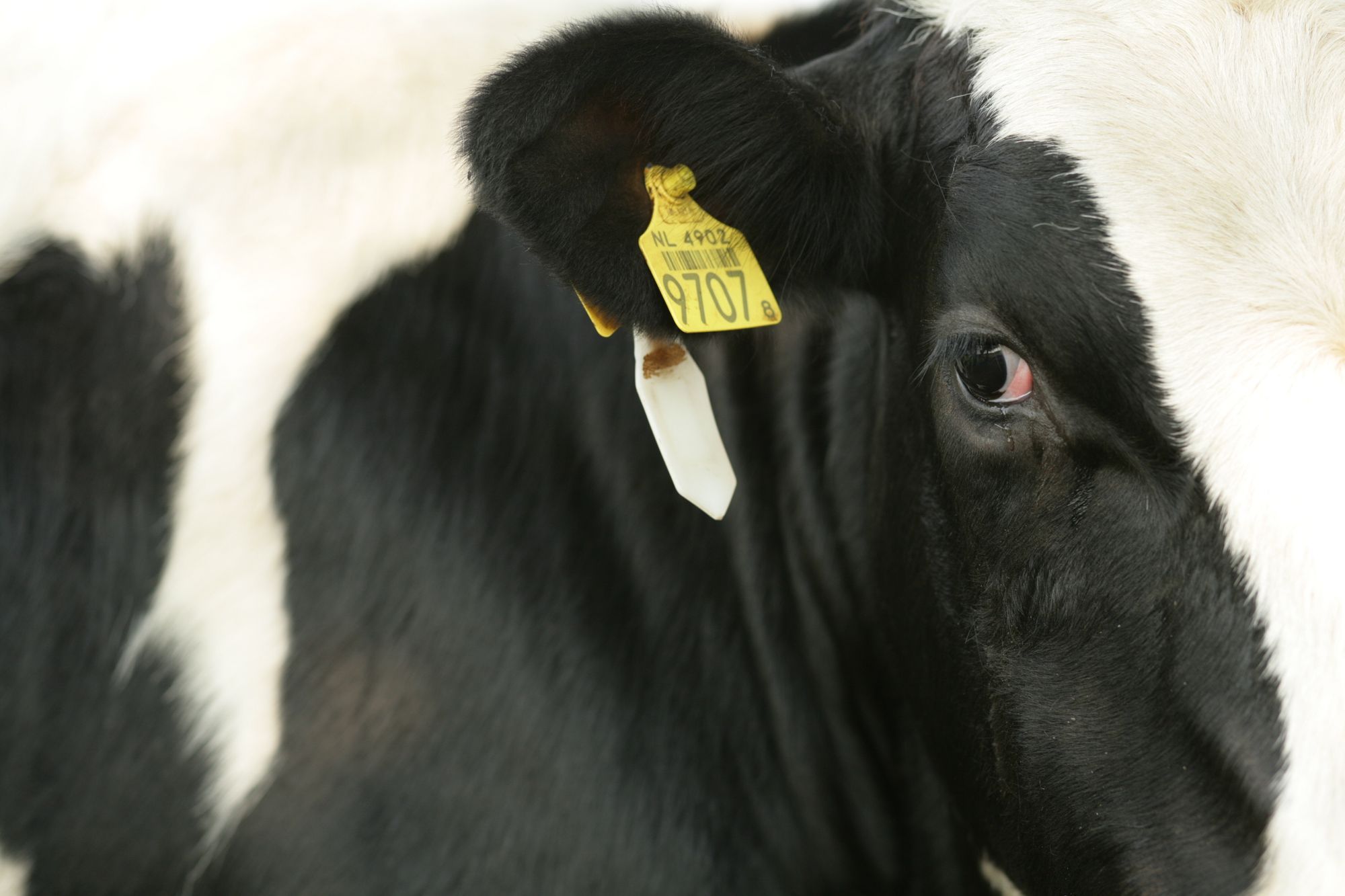 Automatically add referral tag to URLs with Clipboard Fusion