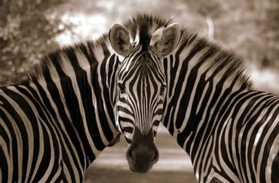 Disambiguate MSA and AAD accounts