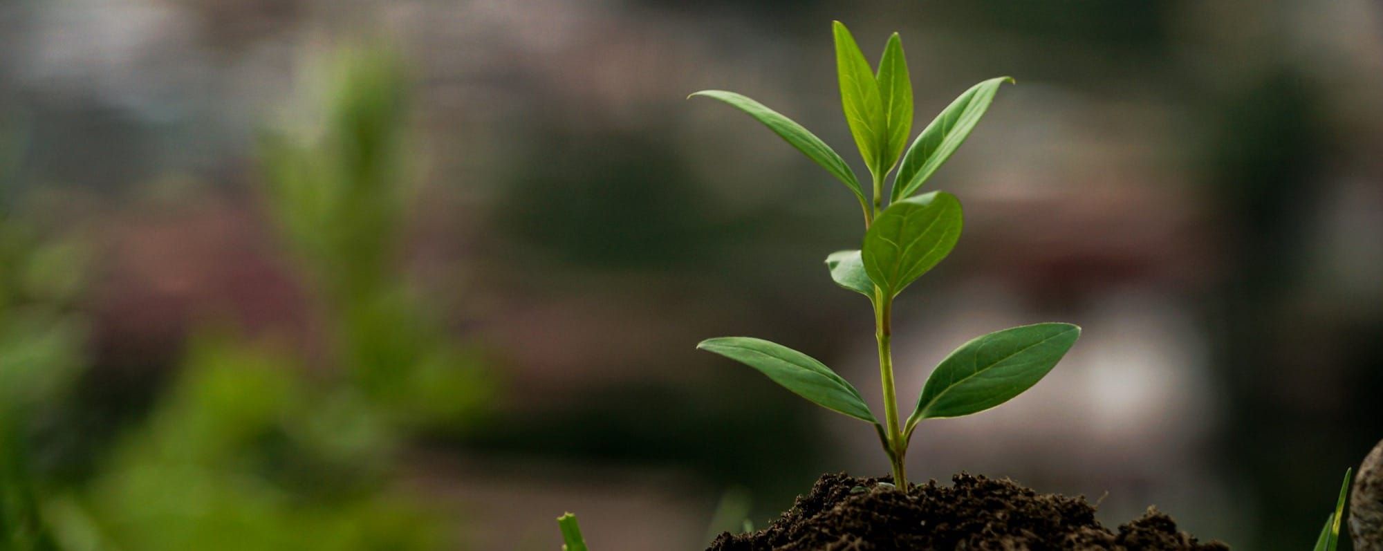 Grow
