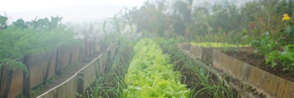 The Great Outsourcing: Food