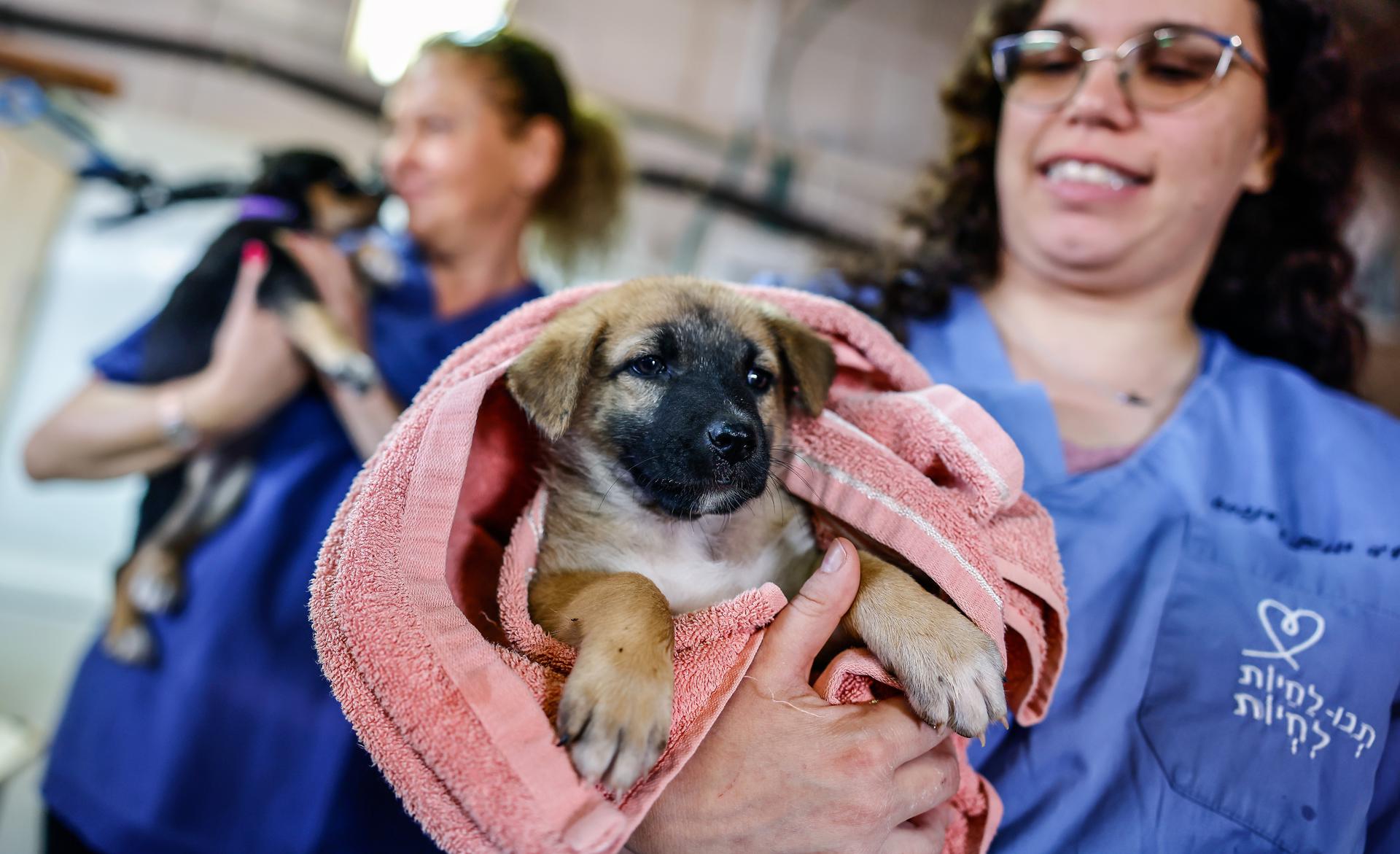 Mascotas rescatadas en Israel