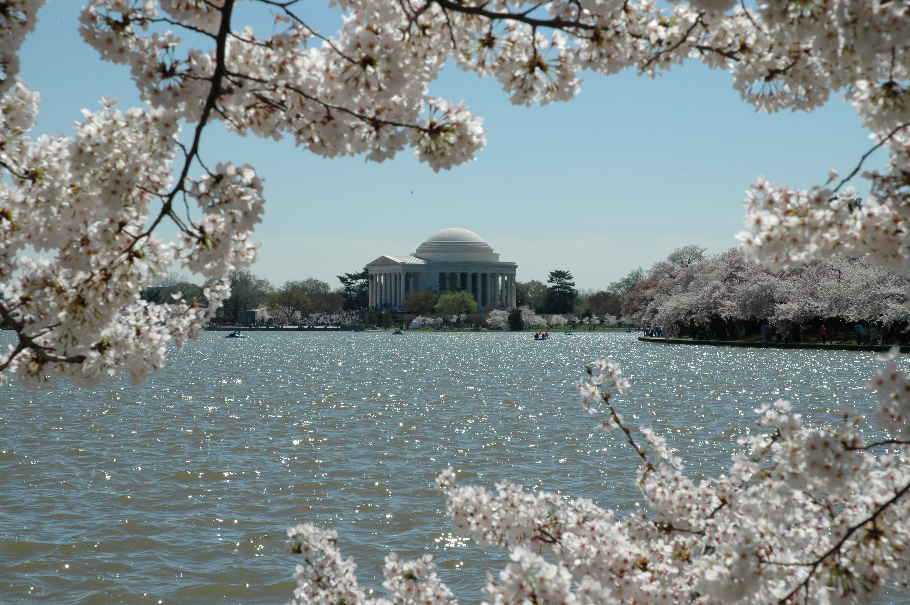 Cherry Blossoms Washington DC