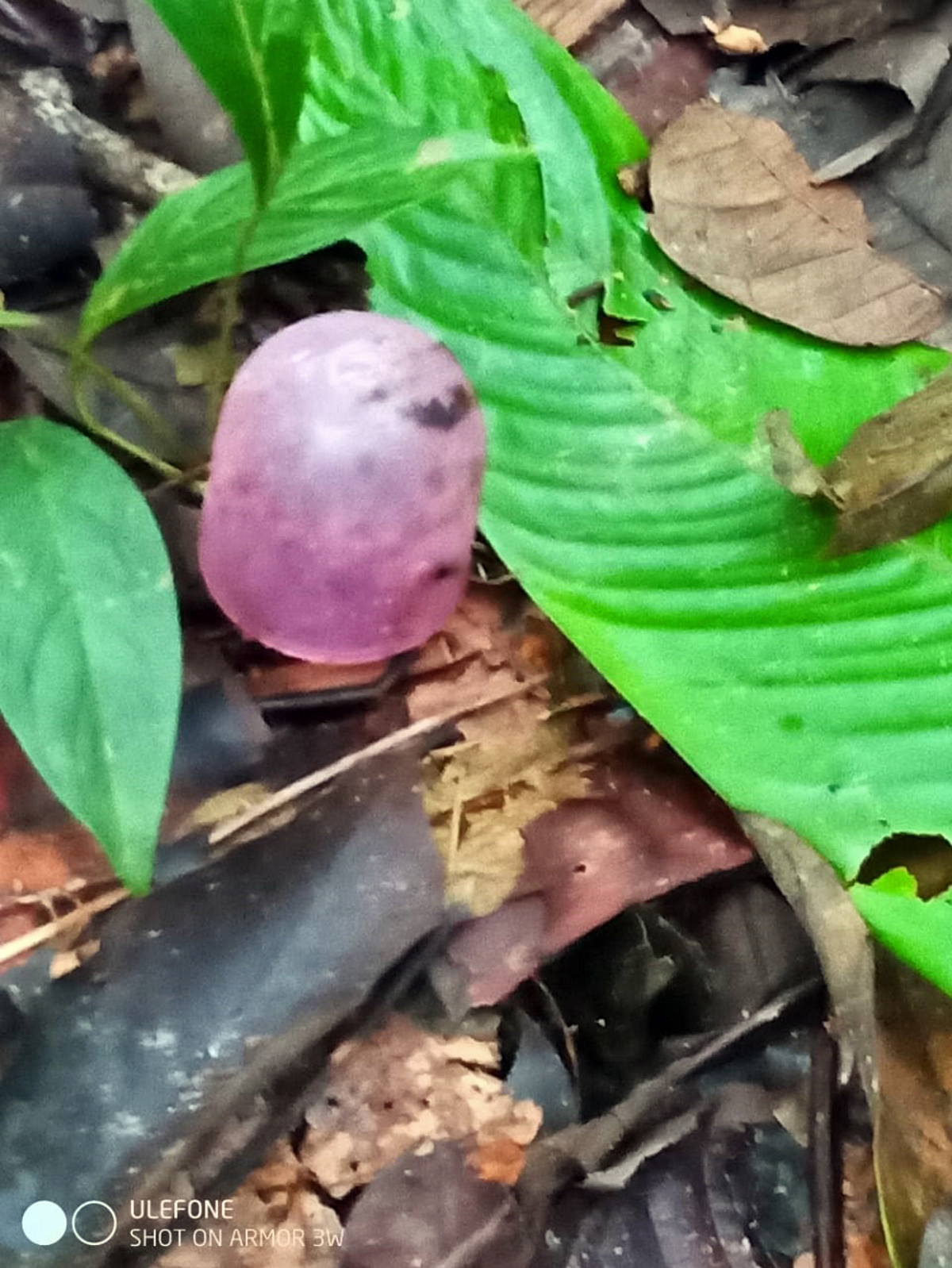 Hallan nuevos rastros de los cuatro niños desaparecidos tras accidente aéreo en Colombia