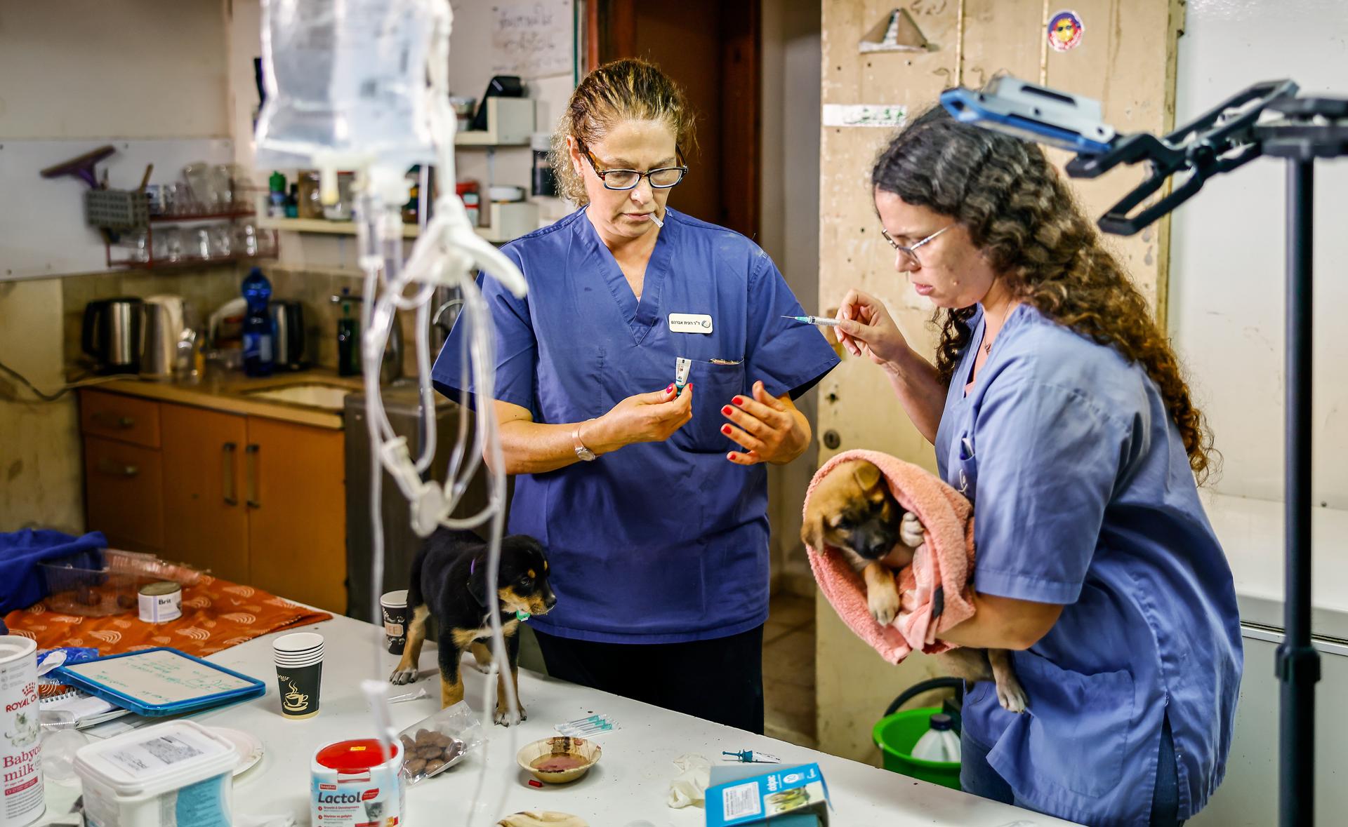 Mascotas rescatadas en Israel
