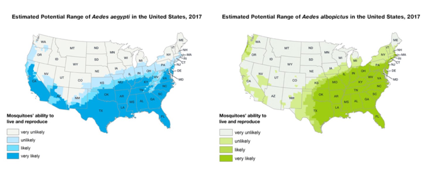 Dengue en Florida y EE.UU.