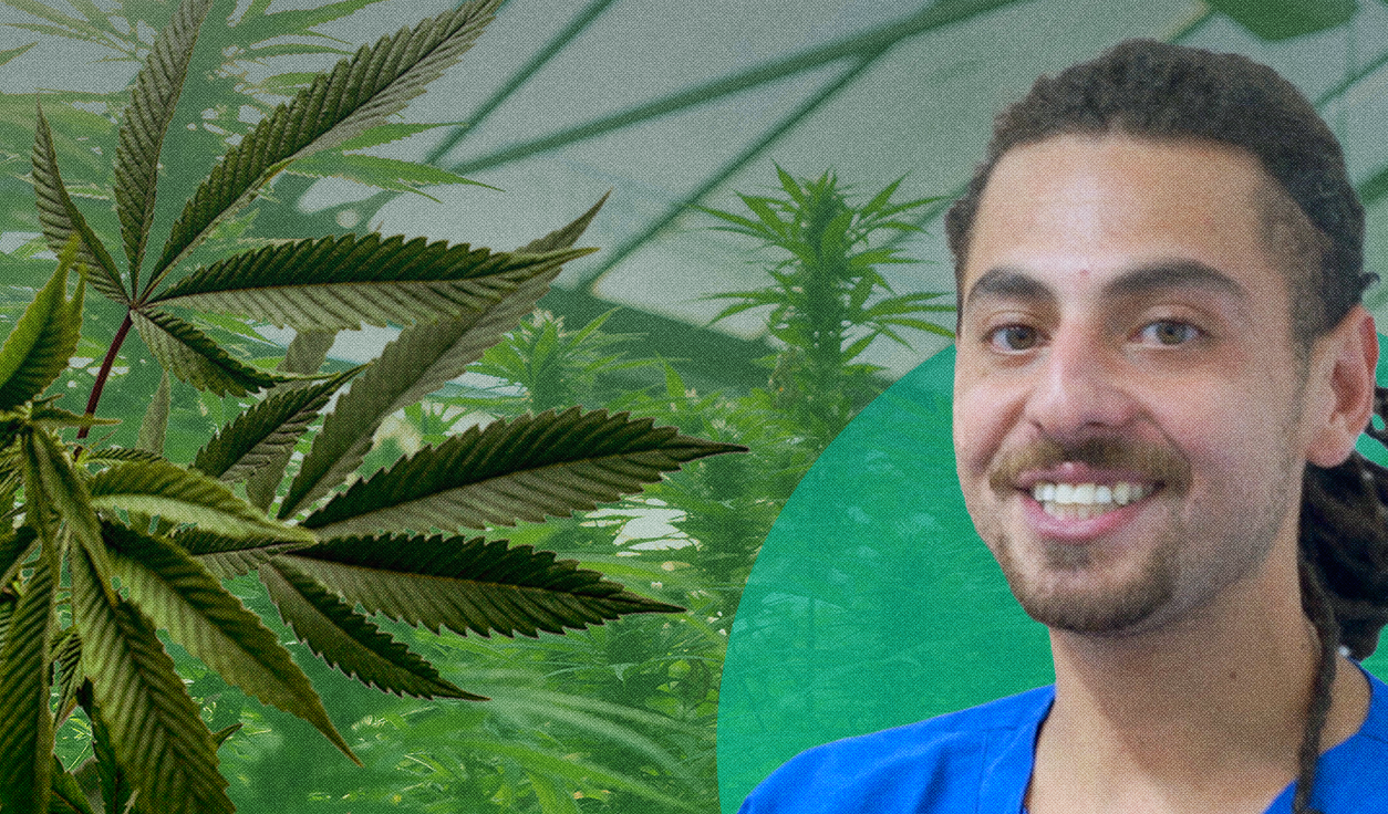 Santiago Rodríguez trabaja cultivando marihuana en empresa de EE.UU. llamada Culta. Diseño. El Tiempo Latino