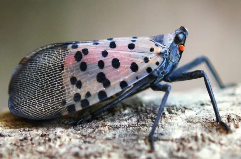 Reportan aumento de moscas linterna en Maryland y Virginia