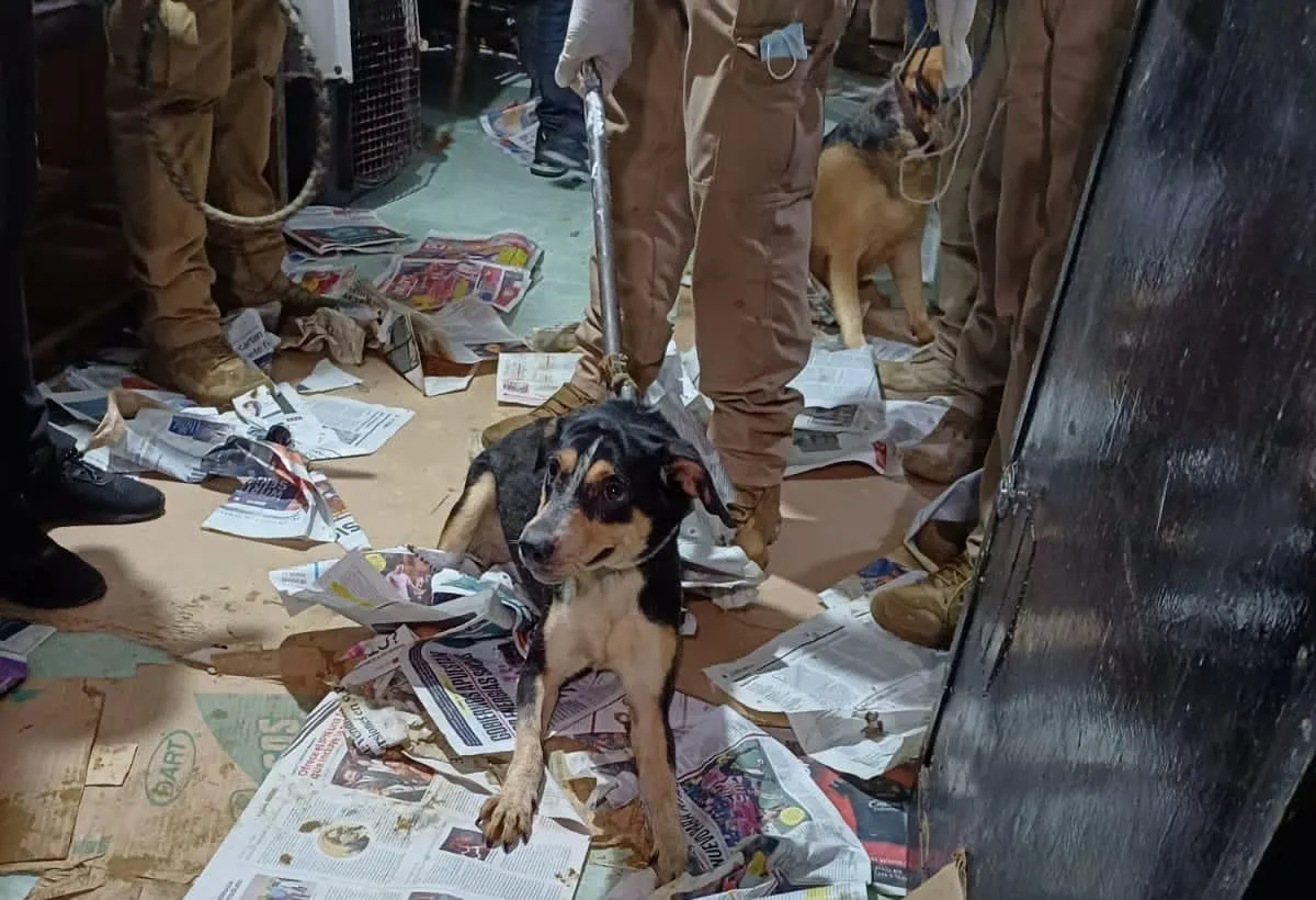 Rescatan 60 perritos en México