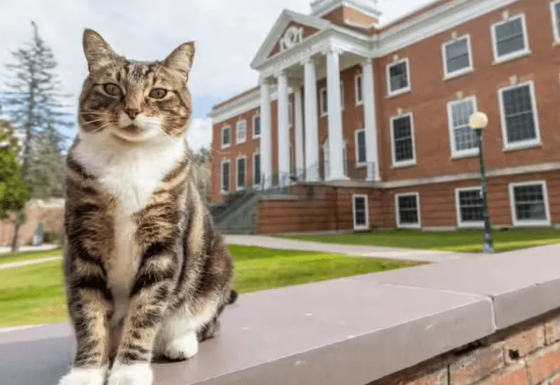 Max: el Gato que recibió un doctorado en "literatura" en la Universidad de Vermont
