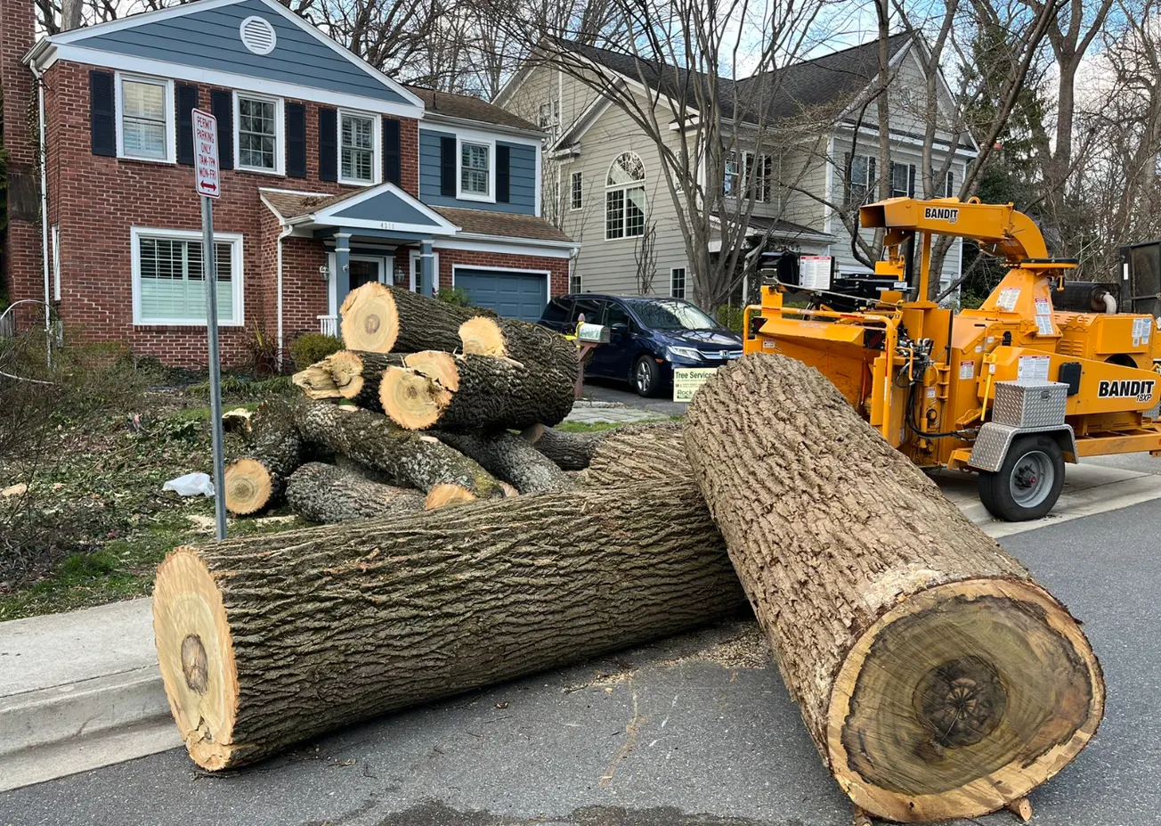 Una fuerte tormenta arrasa el área de DMV, dejando árboles caídos y líneas eléctricas cortadas