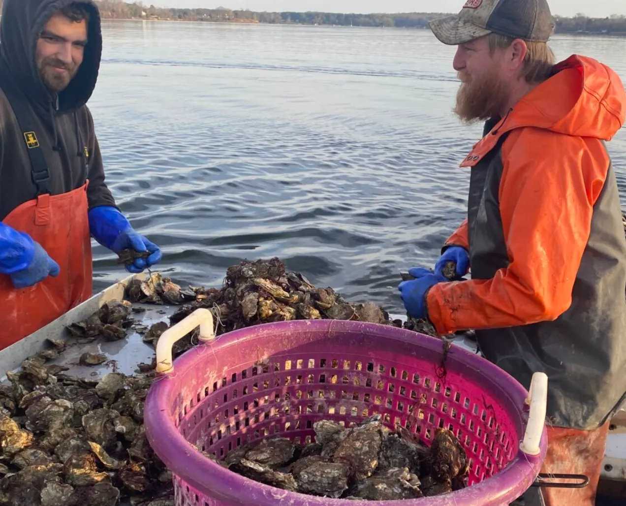 La recuperación de las ostras en Maryland alivia a acuicultores en incertidumbre económica