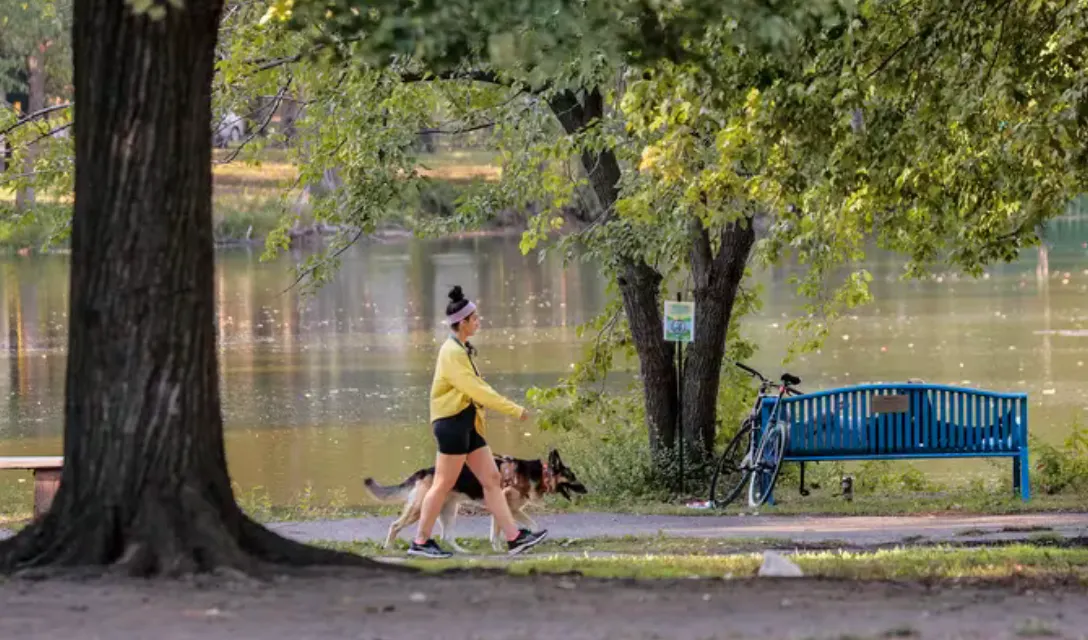 El futuro de los 48 árboles del Parque FDR de Filadelfia está sujeto a planes de renovación