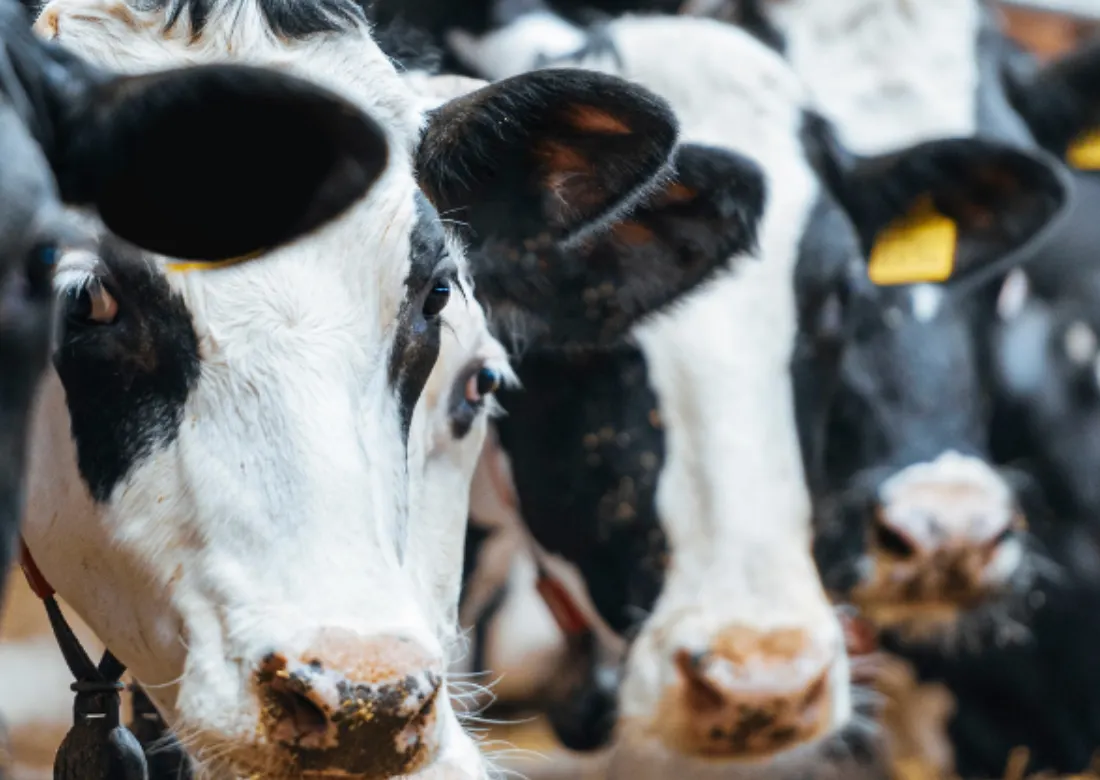 Maryland pone restricciones a las granjas de vacas lecheras para evitar la gripe aviar