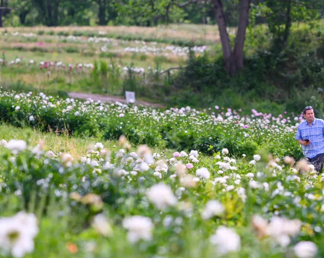 El 6º Festival Anual de la Peonía y otros eventos en Filadelfia esta semana