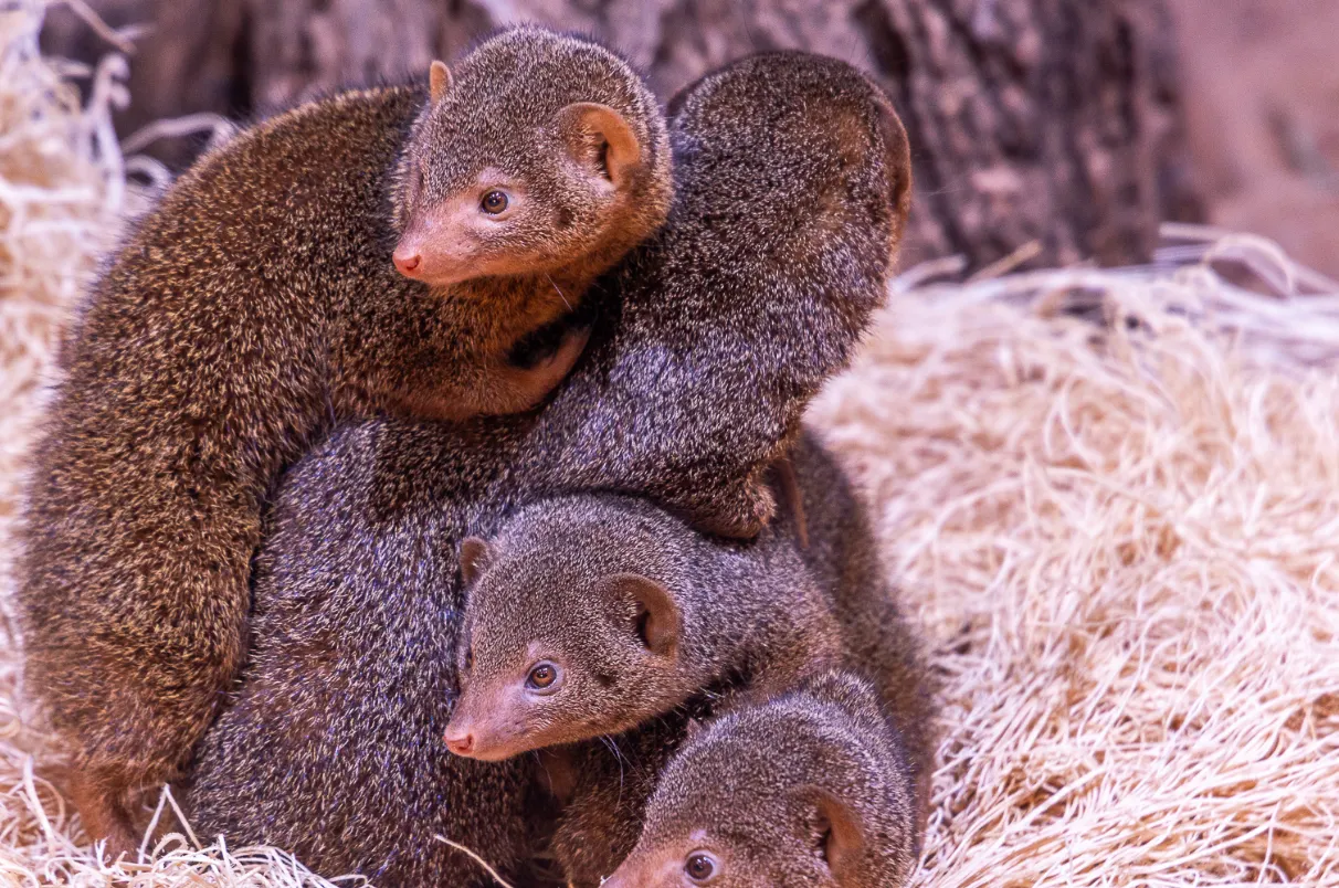 Carnivore Conundrum Family Overnight y otros eventos en Oklahoma esta semana