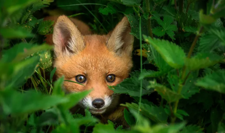 Unos 25 animales han dado positivo por rabia en el condado de Frederick, Maryland, en lo que va de año