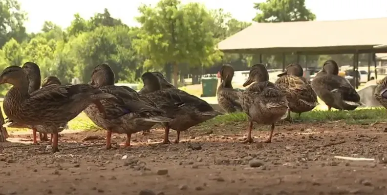 Yukón reubica aves para gestionar superpoblación y proteger el ecosistema del parque