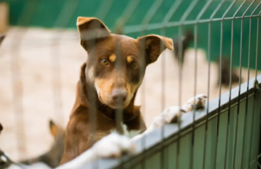 El centro Potomac Yard PetSmart bajo escrutinio por deficiencias del personal