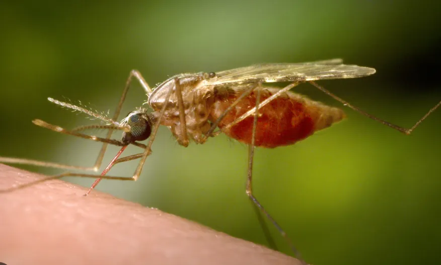 Maryland confirma un primer caso de virus del Nilo Occidental