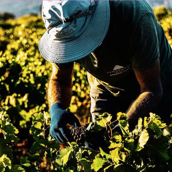 Compra arándanos o cerezas y ayuda a los trabajadores del campo a cumplir su sueño