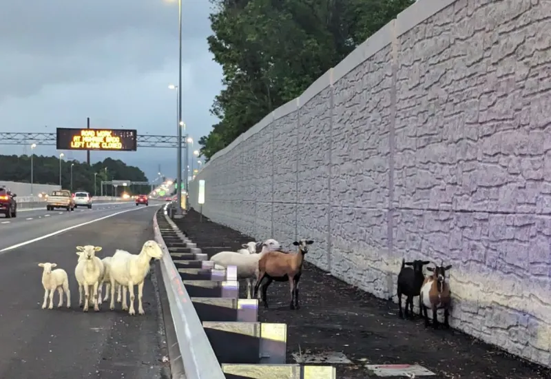 Cabras y ovejas en Virginia