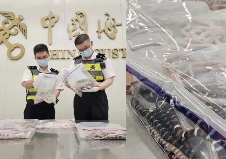 China serpientes pantalón