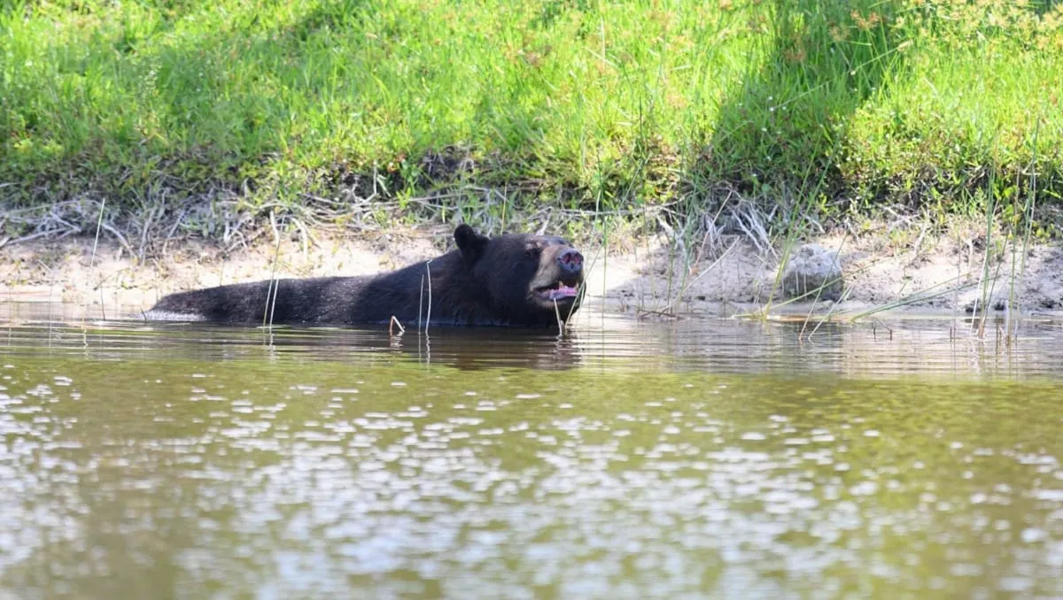Enorme oso causa temor en un vecindario de Florida