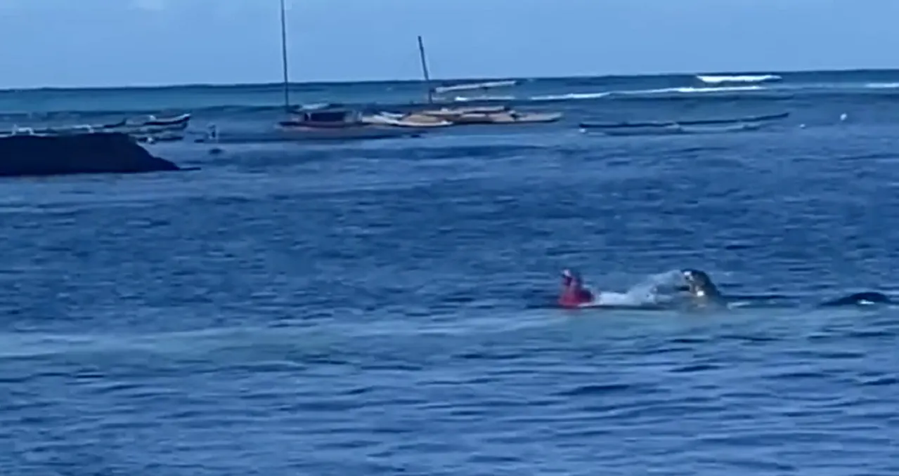 Foca atacó a una mujer en Hawái que intentó acercarse a su cría