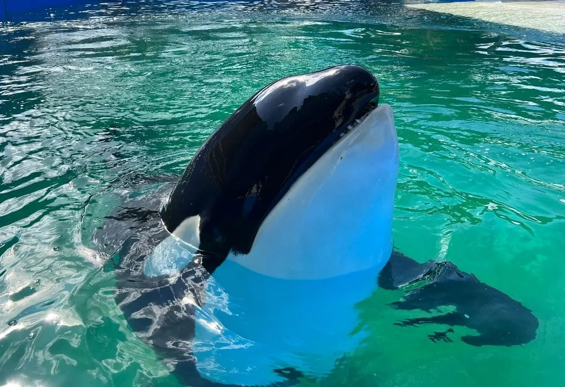 Lolita orca Miami