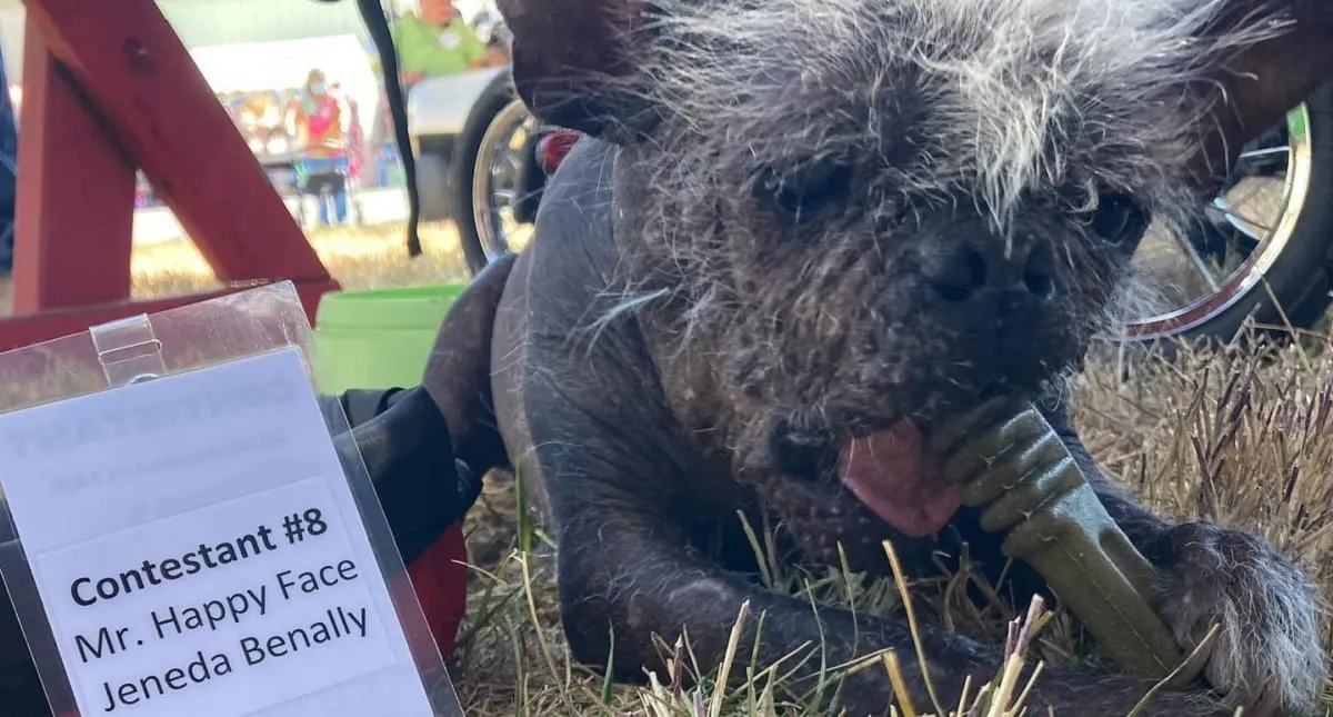 Mr. Happy Face, el perro elegido como el más feo del mundo