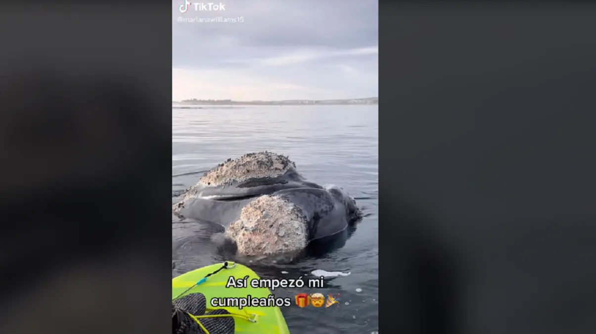 Mujer captó cuando tres ballenas la acorralaron a bordo de una balsa