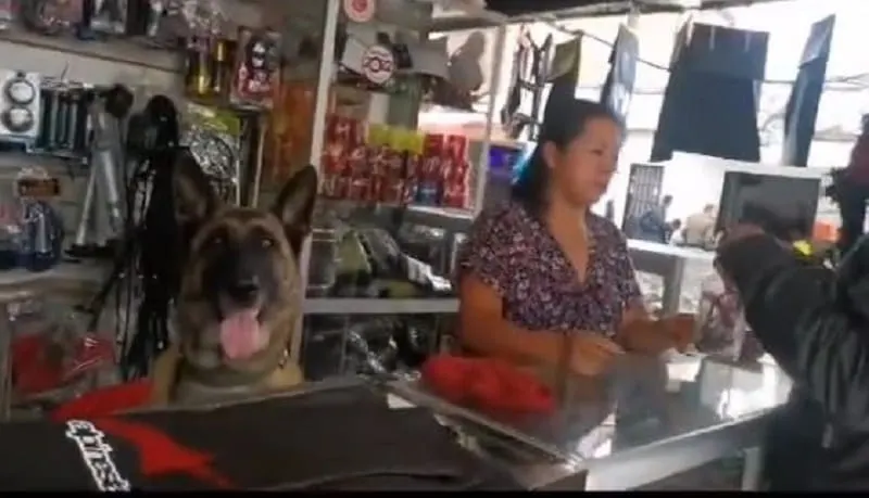 Perrita ayuda a atender una ferretería y las redes sociales le dan el premio a la empleada del mes