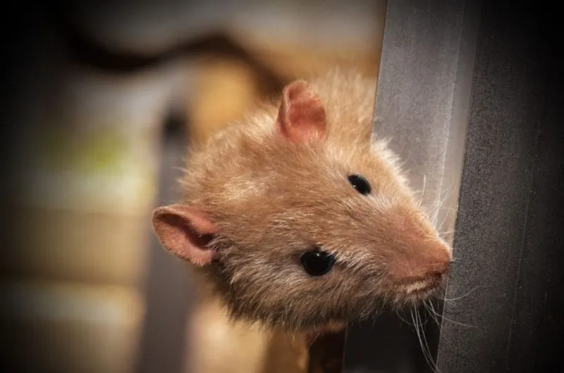 ¡Ratas en Popeyes de DC! Esto hizo el restaurante después de un video de TikTok