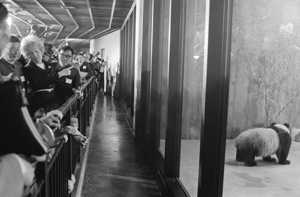 Washington DC celebrará el su programa de cuidado del panda gigante