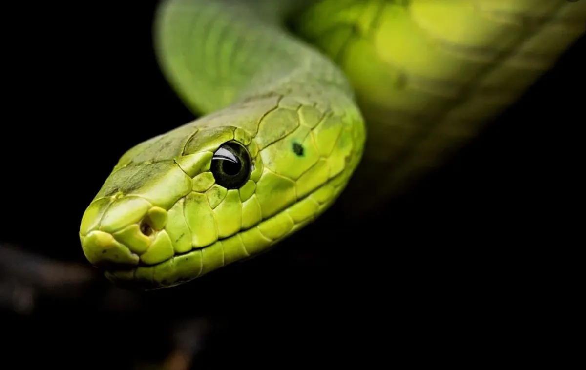 Hombre de las 100 serpientes de Maryland murió envenenado