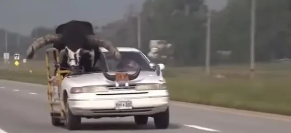 VIDEO | Un hombre conducía por Nebraska con un toro en su vehículo