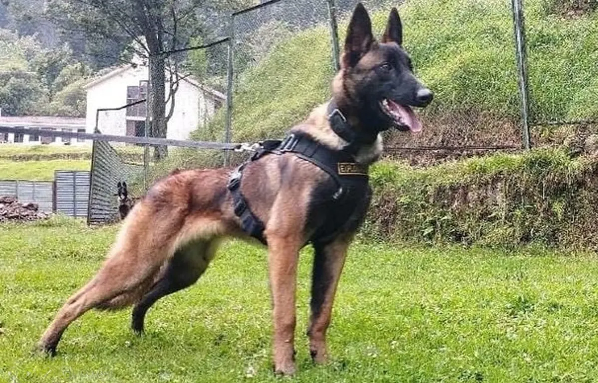 Wilson sigue perdido en la selva del Guaviare