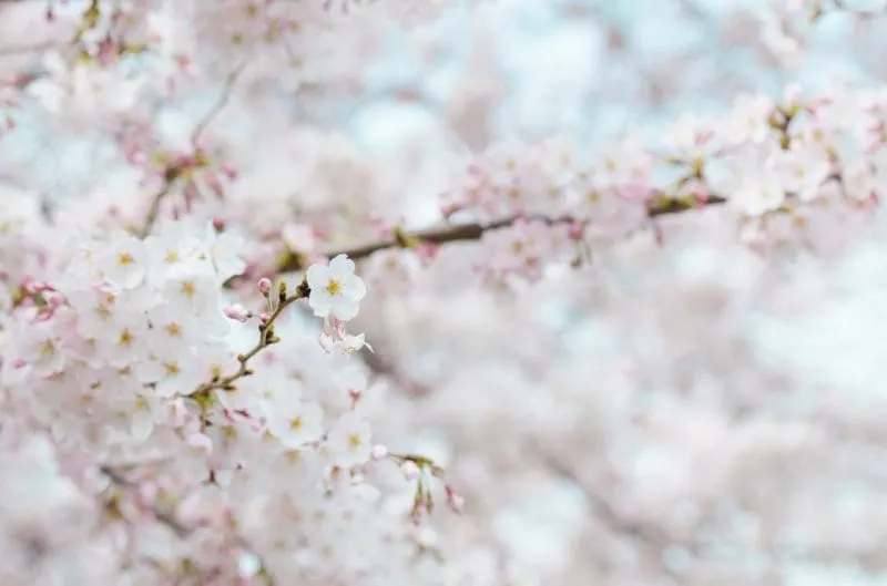 ¡A disfrutar con los cherry blossoms!