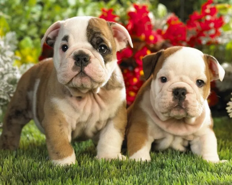 ¿Planeas llevar un cachorro a casa? Conoce qué debes hacer y qué no