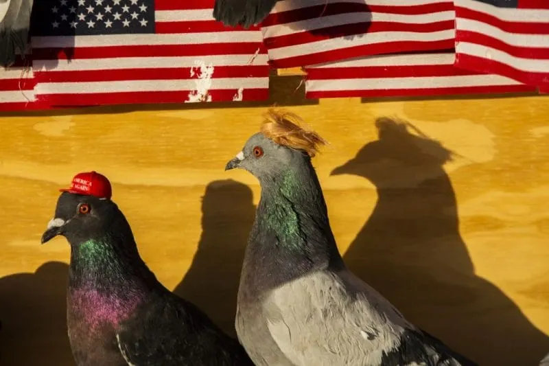 Grupo clandestino pegó sombreros MAGA y una peluca de Trump en palomas